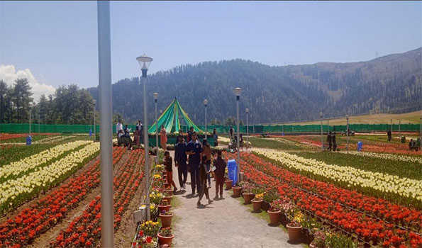 J&K: Over 2L Tulips wow Sanasar Garden visitors