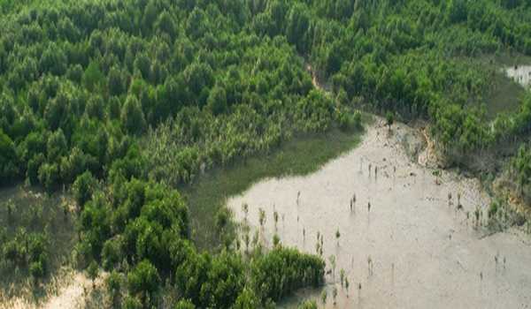Flipkart Foundation and SankalpTaru Foundation collaborate to restore mangrove ecosystem in Sundarbans