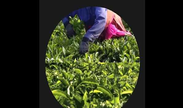 International Tea Day 2024 : Promoting women empowerment