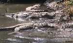 Mother throws disabled boy into river full of crocodiles