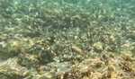 Marine heatwaves causing intense coral bleaching in Lakshadweep