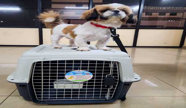 Luka, the puppy; the first pet to fly international from CIAL