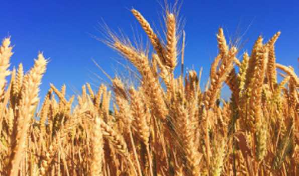 Centre imposes stock limit on Wheat until March 2025 in all States and UTs