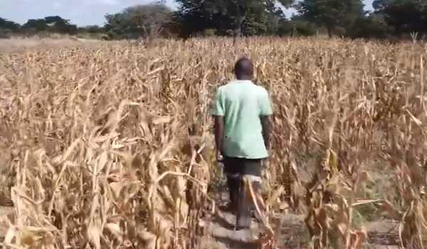 4.2 mln Malawians face hunger: Report