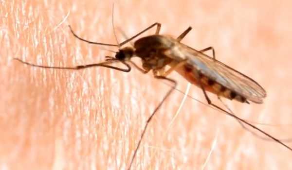 Deaths from West Nile fever in Israel surge to 31 with 12 new fatalities