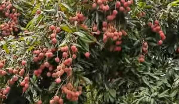 Enhanced lychee cultivation to benefit farmers & economy in UP