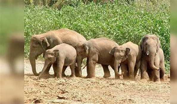 TN has 3,063 elephants as per latest census