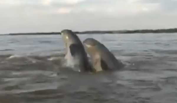 Cambodia records 3rd rare Mekong river dolphin death in gillnet in 2024