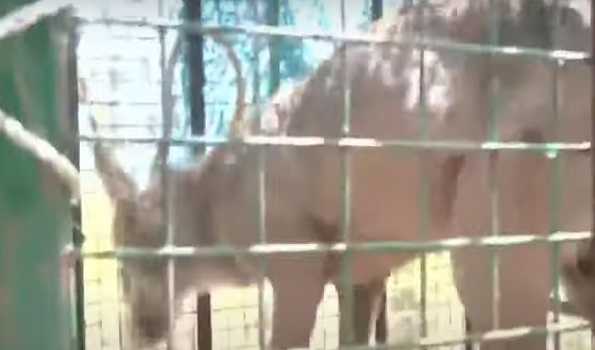 Night shelters set up for villagers to save them from wolf attack