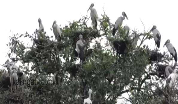 Odisha: Monsoon bird census begins in Kanika Forest Range