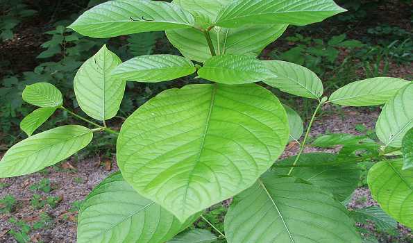 Indonesia bans export on kratom plant