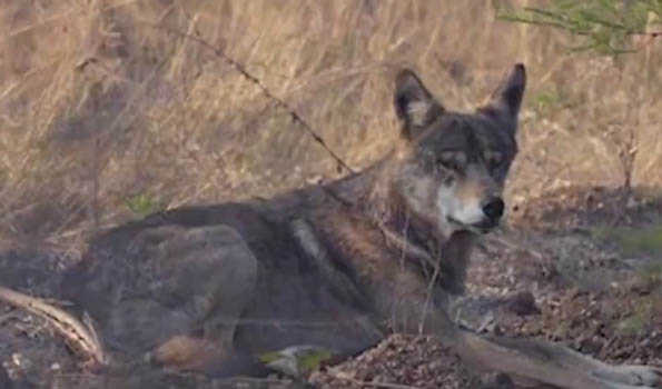 UP: Fifth man-eater wolf captured in Bahraich