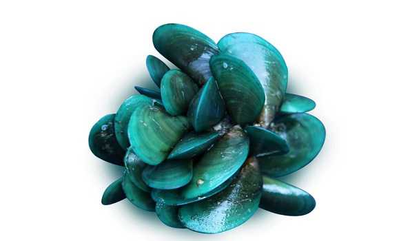 CMFRI decodes genome sequence of Asian green mussel