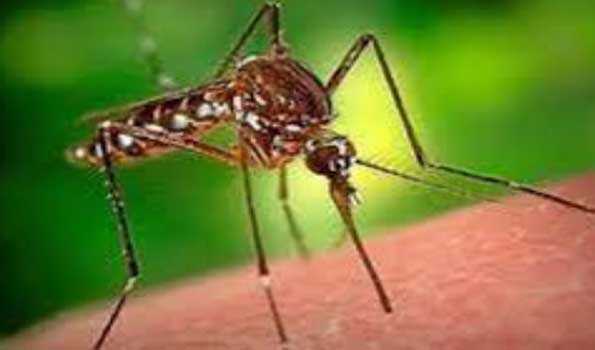 Japanese encephalitis virus kills 12 in Nepal