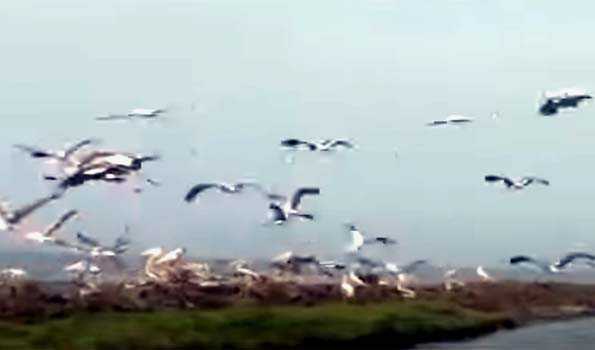 Over 1.30 lakh residential birds spotted in Bhitarkanika National Park during census