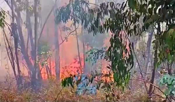 15 die due to forest fires in Peru