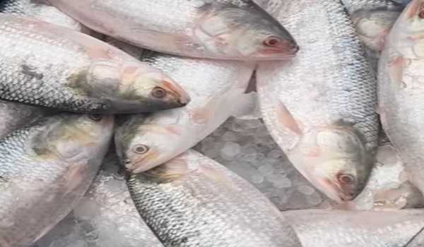 Bangladesh not exporting hilsa to India