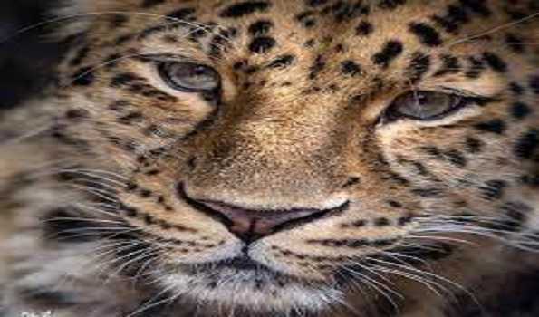 UP: Two injured in leopard attack in Bahraich
