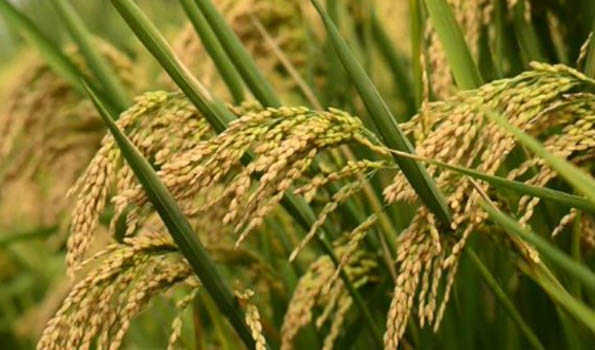 UP govt sets up 4k centers for paddy procurement