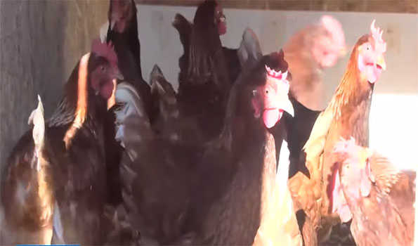 Israel detects bird flu outbreak in chicken coop