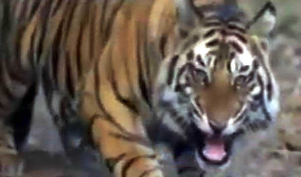 Maha: 11 tigers die in 22 days in Vidarbha