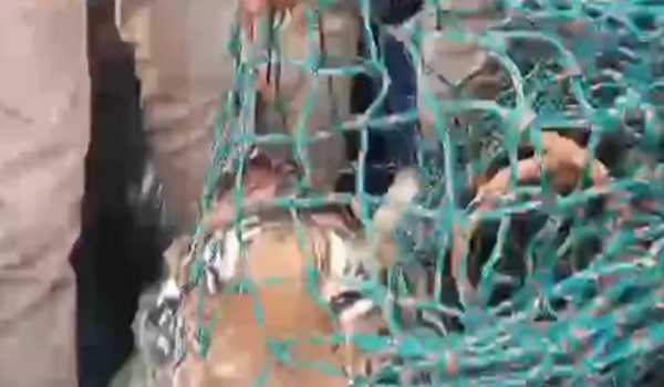 Man eater tigress found dead in Wayanad