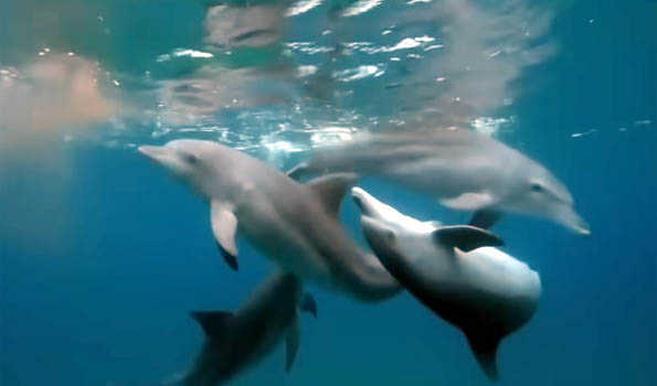 Odisha: Dolphin census begins at Bhitarkanika
