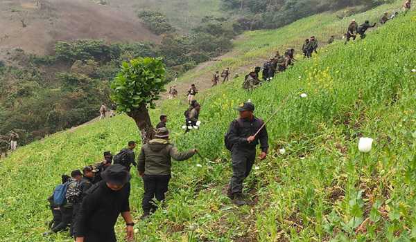 45 acres of illegal poppy cultivation destroyed in Manipur, opposed by miscreants