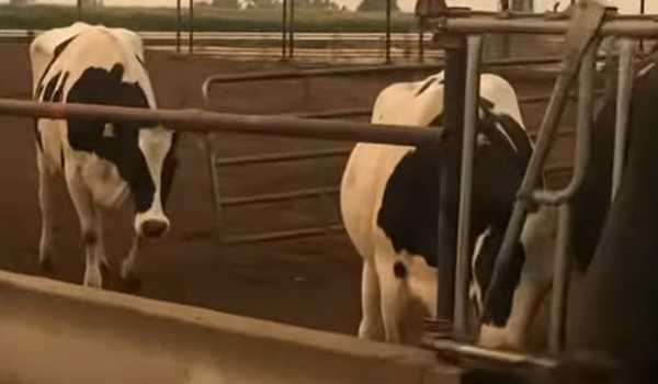 U.S. dairy worker infected with new virus strain of bird flu