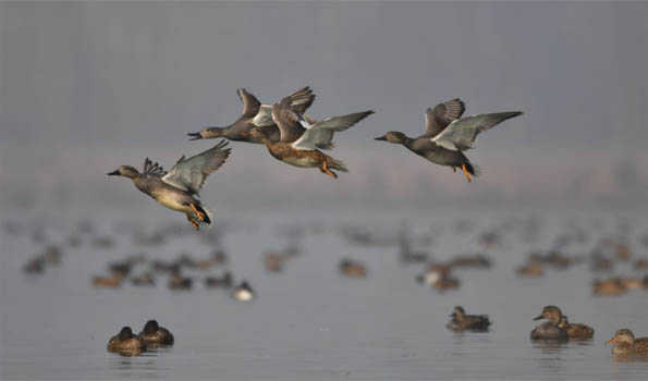 Asian Water bird Census to be conduct across 25 key Wetlands in Kashmir