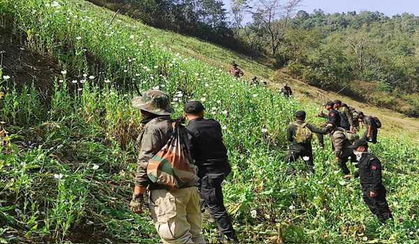 Manipur: 20 acres of poppy plantation destroyed, 2 nabbed
