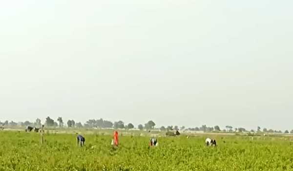 UP govt to boost natural farming within designated areas