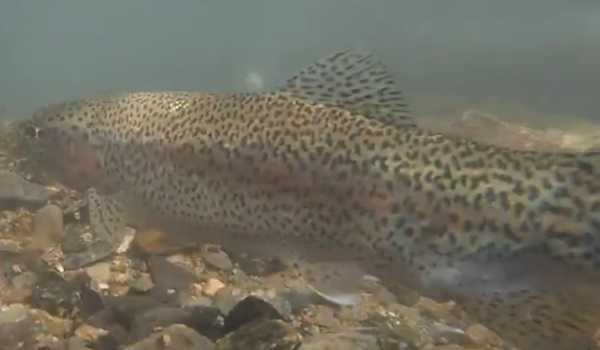 Himachal supplies rainbow trout ova to Uttarakhand