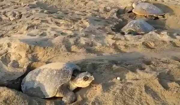 Over 1.92L Olive Ridleys lay eggs on Nasi-2 Island inside Gahirmatha Marine Sanctuary in 48 hrs