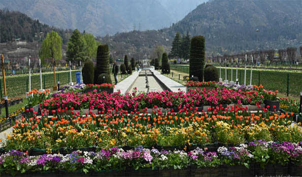 Asia's largest Tulip Garden to open for visitors on Wednesday