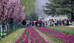 J&K: Tulip Garden thrown open for visitors