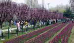 Tulip Garden opens to record breaking 17,259 visitors on day one