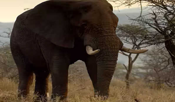 Kerala: Youth trampled to death, his mother seriously injured in wild elephant attack in Palakkad