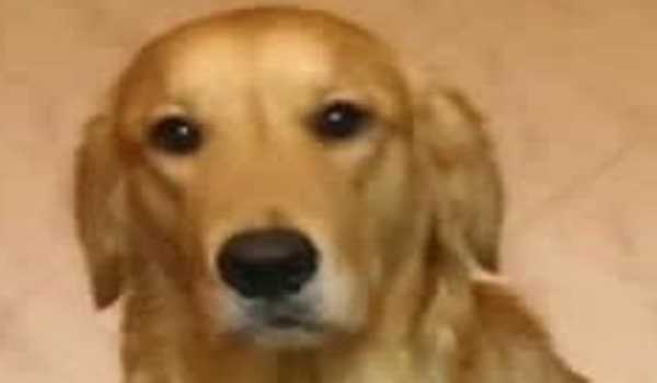 Golden Retrievers emerge as new favourite Dog breed, says Justdial