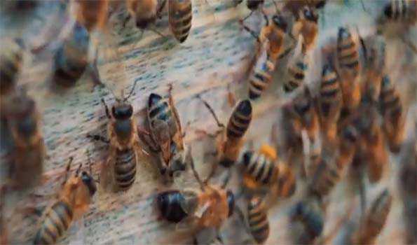 Bees attack devotees going for darshan at Hanuman temple in Nashik