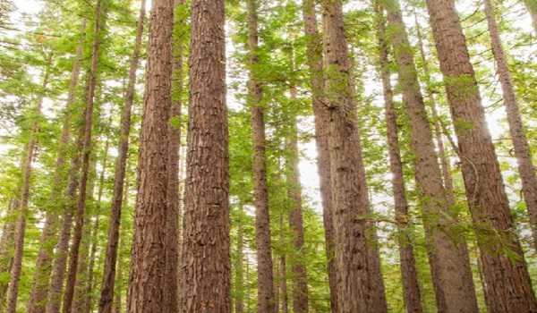 3 forest staff hurt in attack by timber smuggler