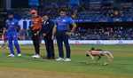 Savouring IPL from dog's eye view