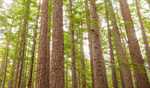 3 forest staff hurt in attack by timber smuggler