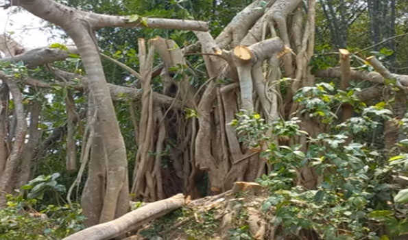 Islamists chop down 200-year-old-banyan tree in Bangladesh due to ‘un-Islamic’ rituals by locals