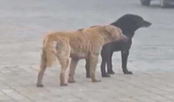 ADM directs civic body to act on stray dog menace in Shimla