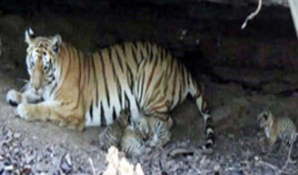 Tigress gives birth to four cubs at MP's Nauradehi reserve