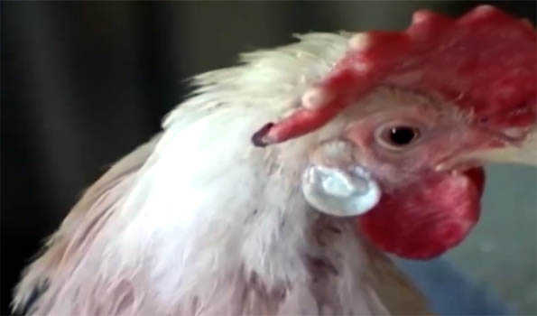 Special vigilance on Nepal border due to possibility of bird flu