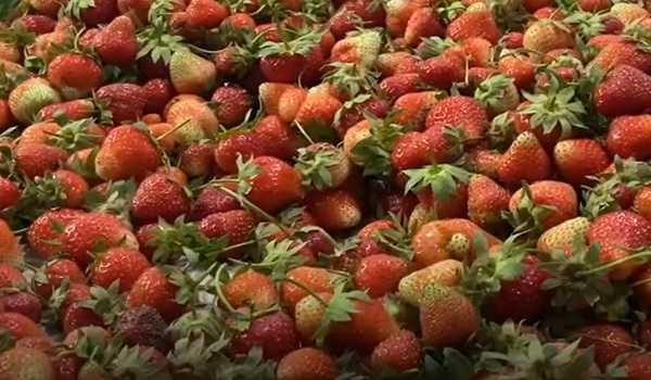 Kashmir's strawberry farmers hit hard as prices plummet after Pahalgam attack
