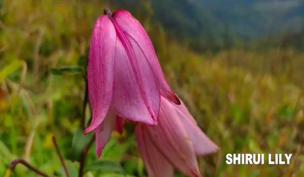 Visitors pouring in at Ukhrul for Manipur Shirui festival