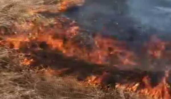 HP: Forest department under fire for burning plantation in Bhingu